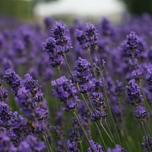billede af Lavendel, som kan hjælpe dig til en bedre søvn.