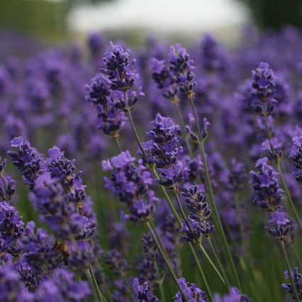 billede af Lavendel, som kan hjælpe dig til en bedre søvn.